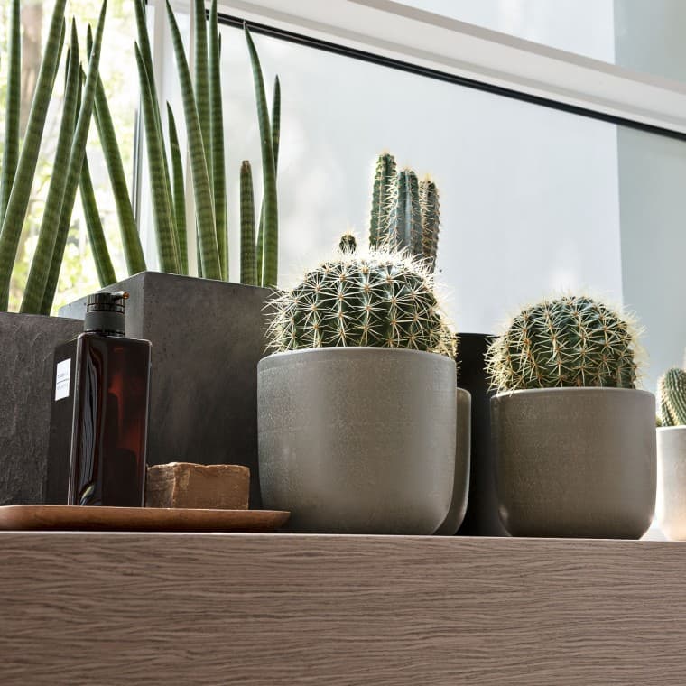 Växter på ett fönsterbräde Växter på ett fönsterbräde